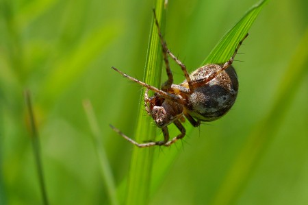 Oxyopes ramosus female